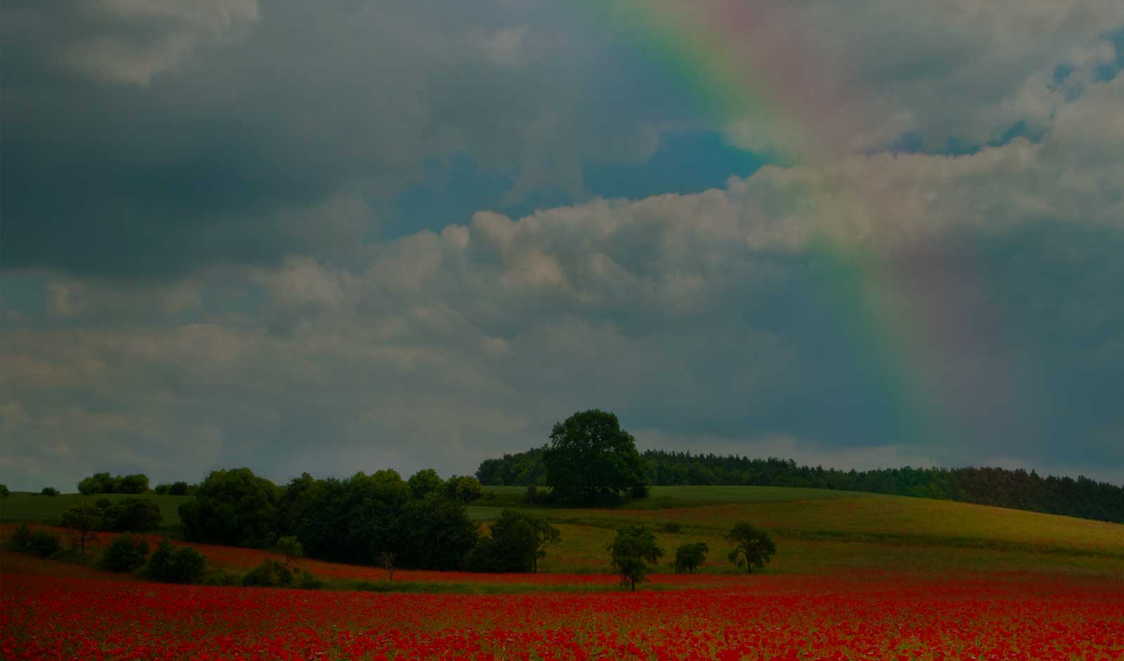 A rainbow over a meadow.
