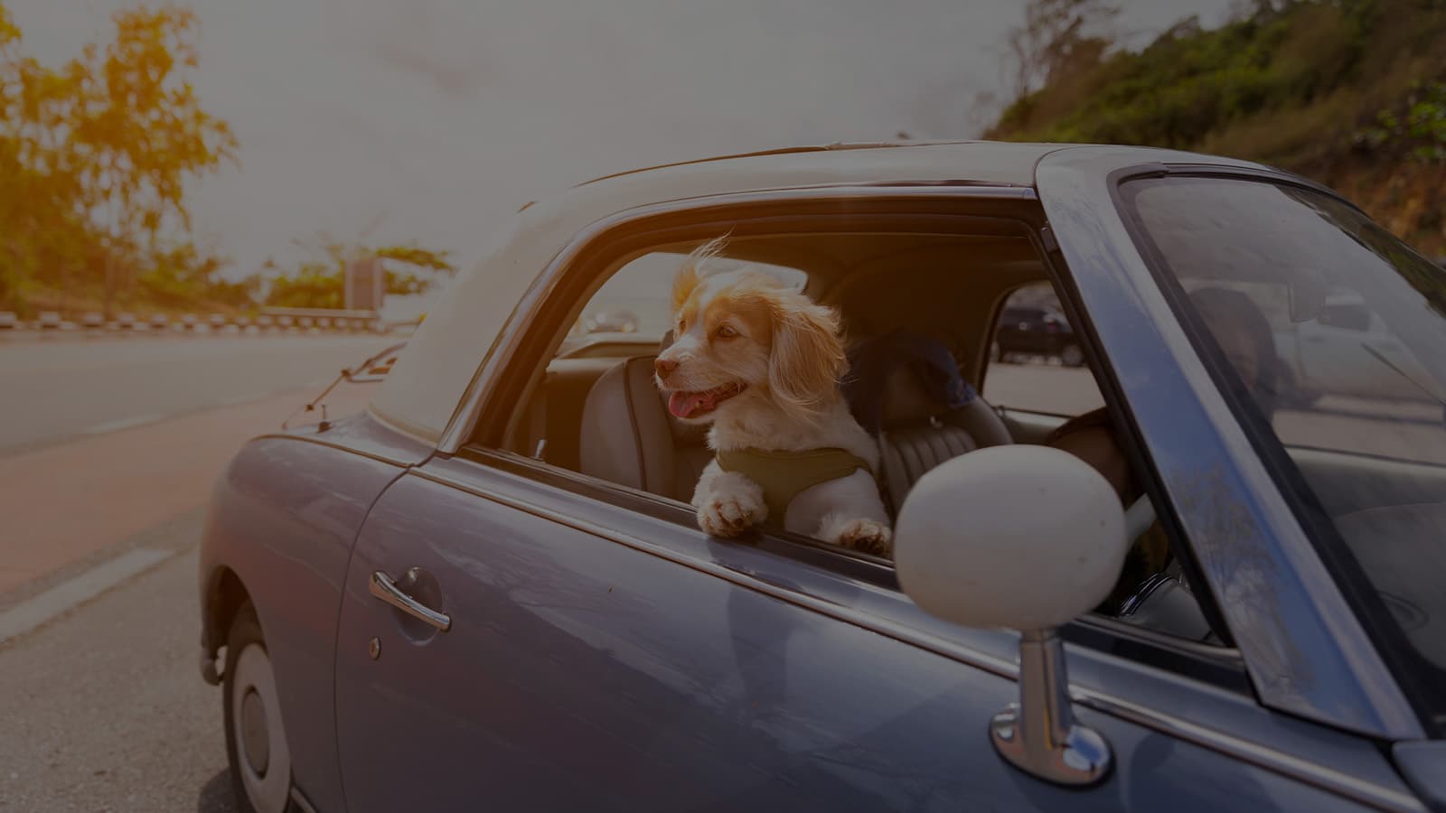 A puppy looks out the window of a car on a drive with its owner