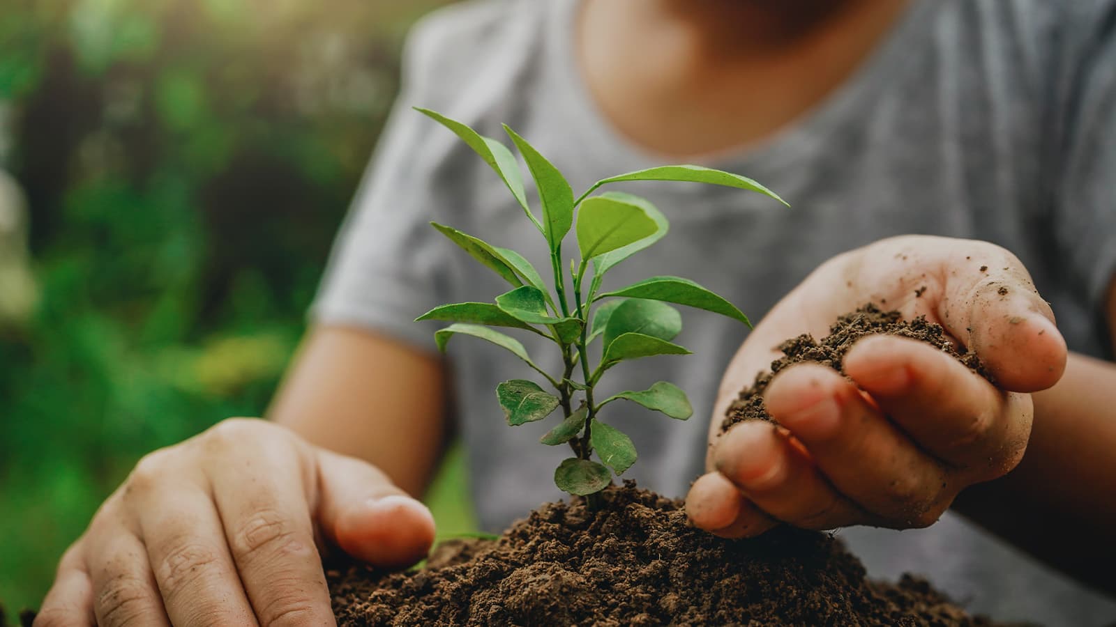 A person planting in a garden with dirt